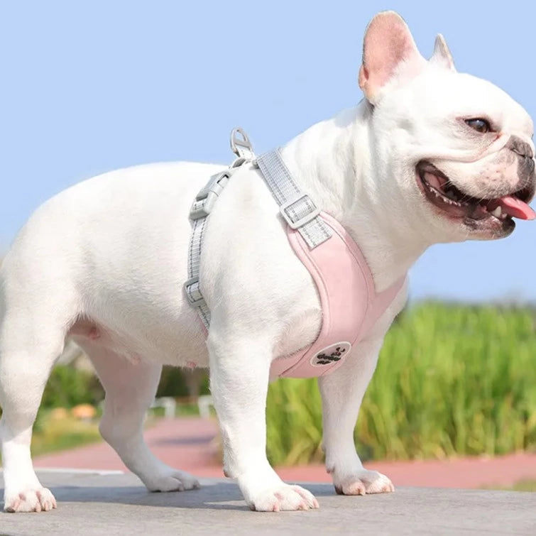 Kit Coleira Peitoral & Guia | Duomm Pet - Mais Estilo e Conforto Para Seu Pet