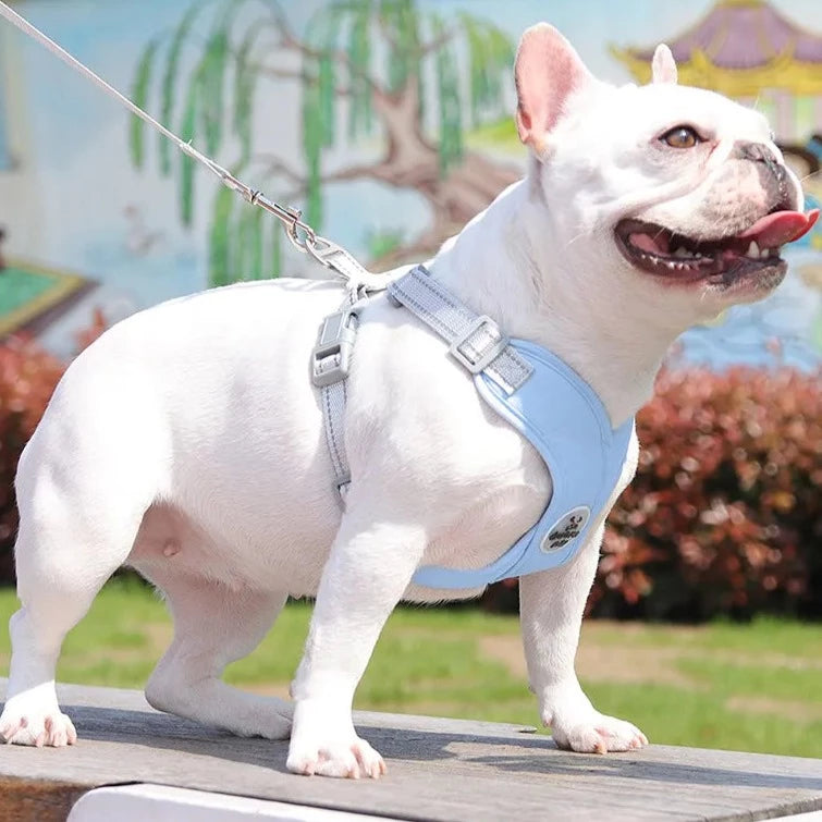 Kit Coleira Peitoral & Guia | Duomm Pet - Mais Estilo e Conforto Para Seu Pet