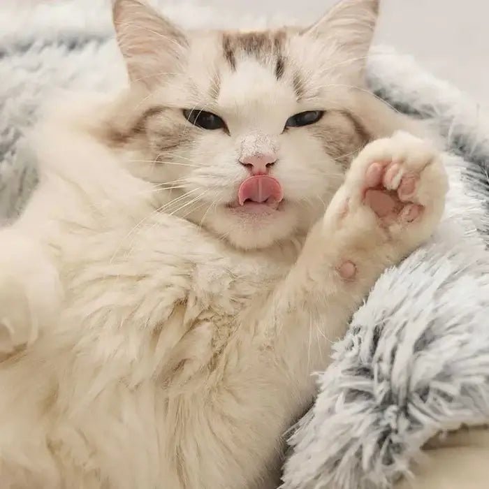 Cama Toca de Pelúcia para Gatos | Cat House - Mais Conforto e Menos Estresse para Seu Pet