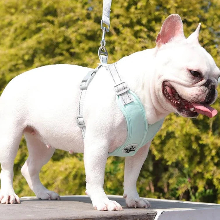 Kit Coleira Peitoral & Guia | Duomm Pet - Mais Estilo e Conforto Para Seu Pet