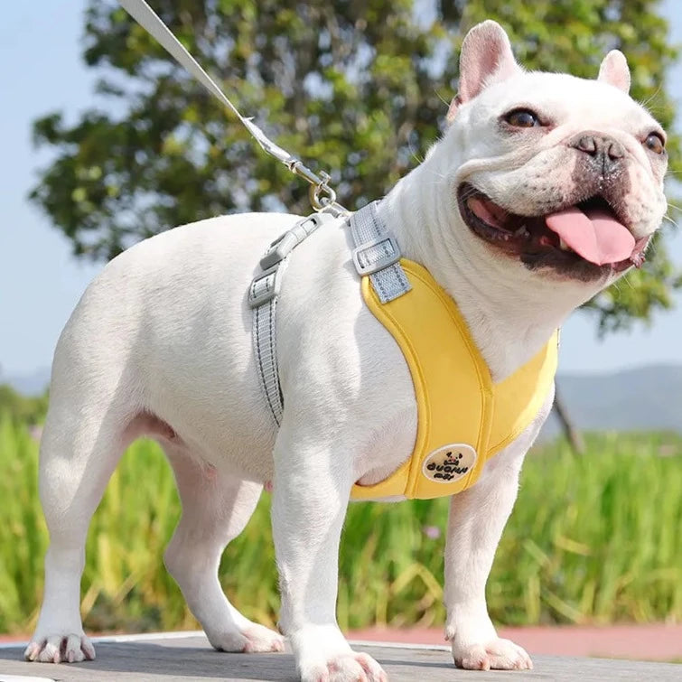 Kit Coleira Peitoral & Guia | Duomm Pet - Mais Estilo e Conforto Para Seu Pet